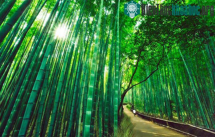 Rừng trúc Sagano ở Arashiyama, Kyoto