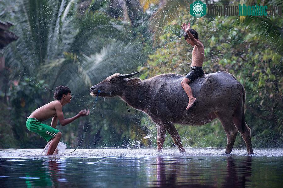 Cuộc sống yên bình nơi làng quê Việt ảnh 24
