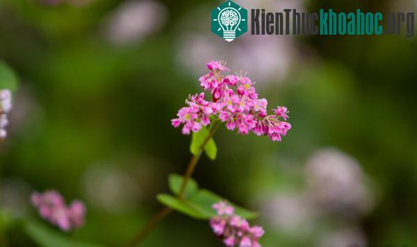 Hà Giang rực rỡ mùa hoa tam giác mạch