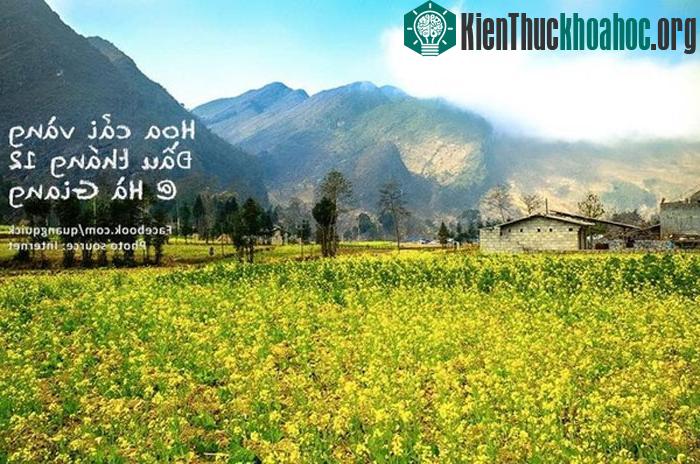 "Sau tam giác mạch, người ta lại mê hoặc bởi những nẻo đường hoa cải. Dạo chơi mùa cải vàng Hà Giang, loài hoa ở đâu cũng có, nhưng chẳng thể man...