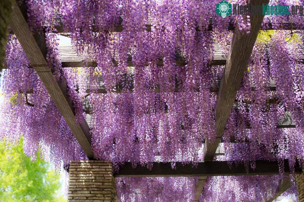 Hoa tử đằng ở công viên Showa Kinen