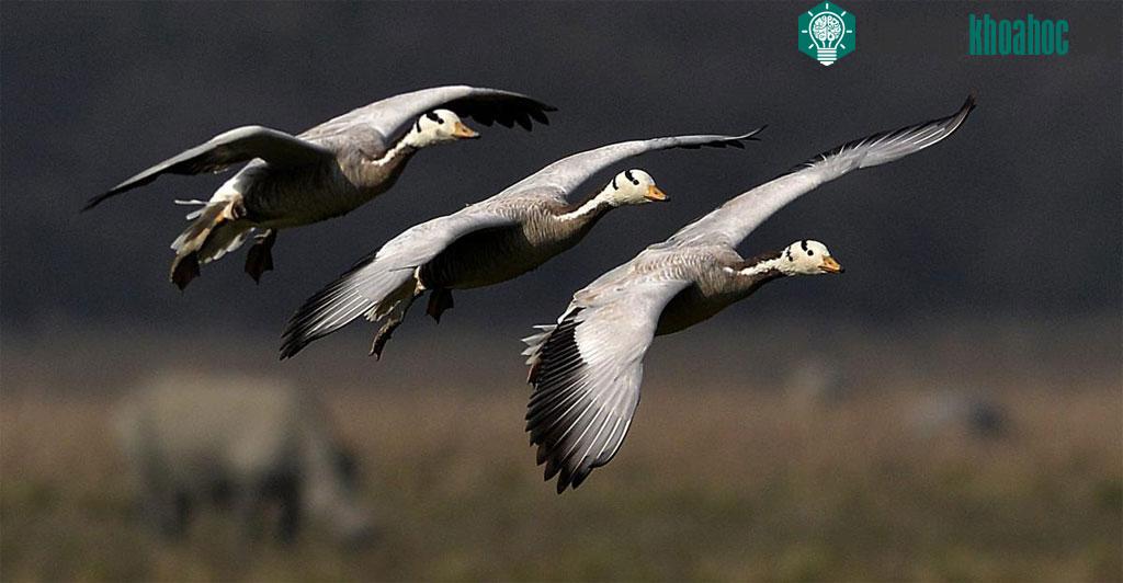 Những con ngỗng đầu sọc đáp xuống khu bảo tồn động vật hoang dã Pobitora Wildlife Sanctuary, ở Assam, Ấn Độ
