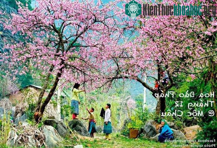 "Hoa đào Pháp có màu nhạt và ít cánh so với giống đào rừng vốn nở vào mỗi dịp tết âm lịch ở Mộc Châu. Giống đào này chính là giống đào Pháp, hay ...