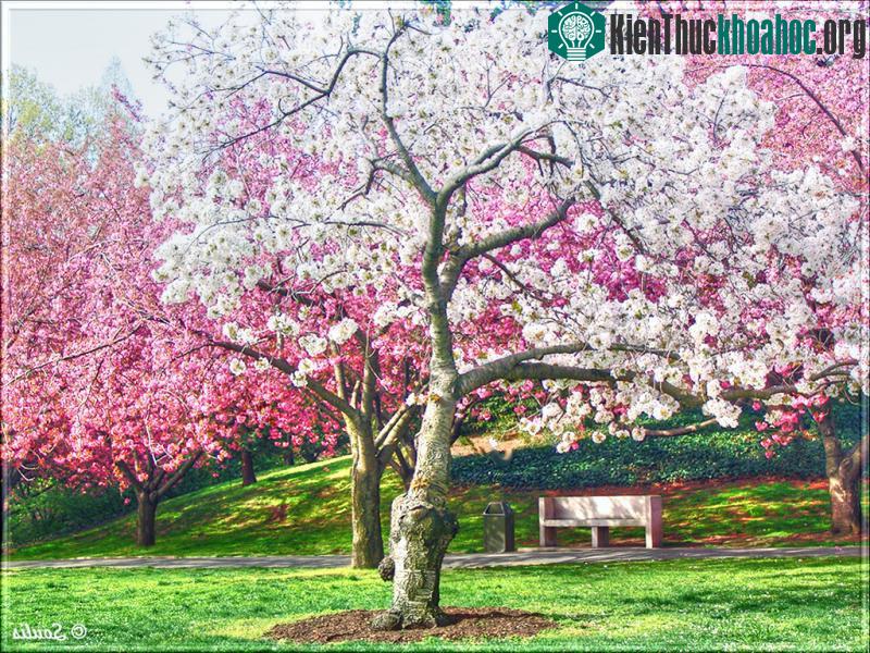 Những bức ảnh hoa anh đào khiến bạn muốn tới Nhật Bản ngay lập tức ảnh 26