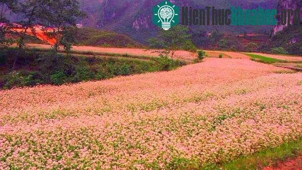 Hà Giang rực rỡ mùa hoa tam giác mạch