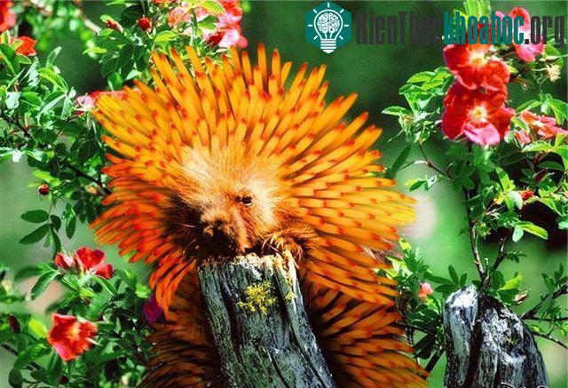 Những hình ảnh ngộ nghĩnh từ động vật và thực vật- ảnh 26