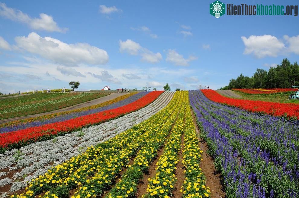 Cánh đồng màu sắc ở công viên Shikisai tại Hokkaido.