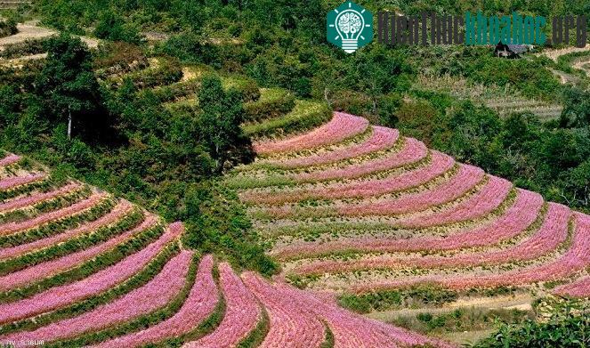 Hà Giang rực rỡ mùa hoa tam giác mạch
