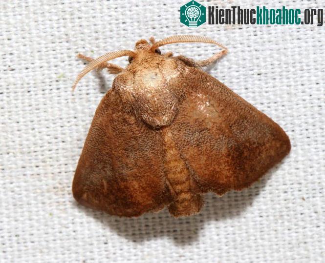Bướm Isa Textula