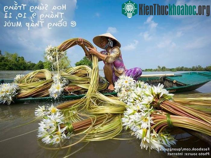 "Đi xuồng vào những con kênh mọc đầy hoa súng, vô tình bắt gặp mùi hương thơm cỏ mật, mùi hăng hắc sình non, nhưng luôn phảng phất mùi hương hoa ...