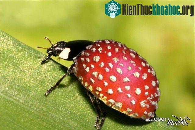 Những hình ảnh ngộ nghĩnh từ động vật và thực vật- ảnh 28