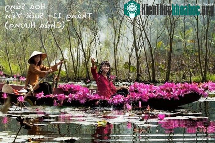 "Cứ khoảng cuối thu đầu đông, hoa súng ở suối Yến (còn gọi là Yến Vĩ), một con suối nằm trong khu di tích thắng cảnh chùa Hương (xã Hương Sơn, hu...