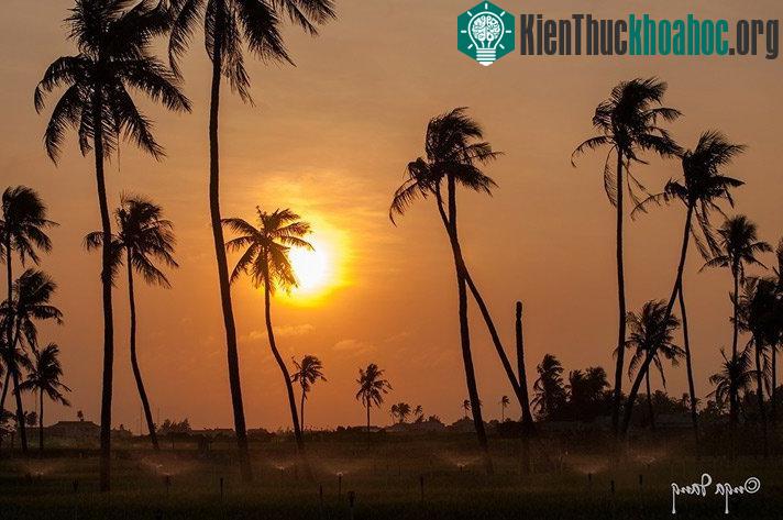 Bình minh hòa vào bóng hình cánh đồng tỏi Lý Sơn- (Ảnh: n_dangthuy)