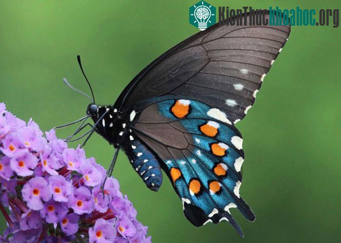 Bướm đuôi nhạn Pipevine