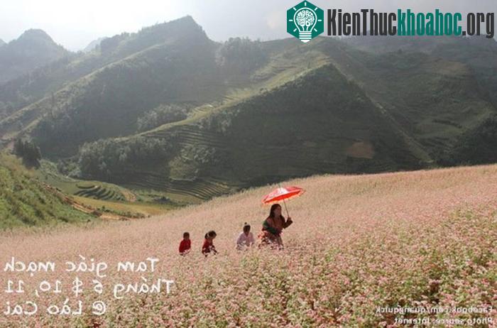 Hoa tam giác mạch - Lào Cai