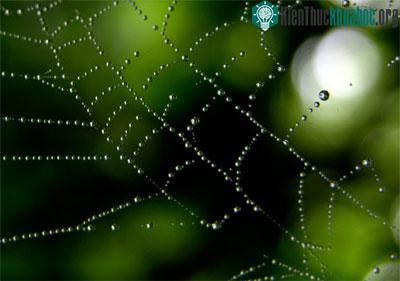 Sự kỳ diệu của mạng nhện trong tự nhiên