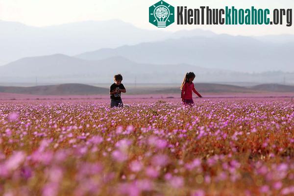 Sa mạc khô cằn "sống dậy" phủ đầy hoa hồng