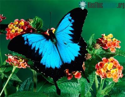 Những loài bướm xinh đẹp