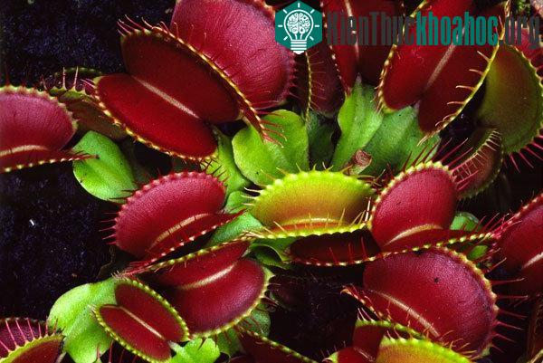 10 loài cây lạ trên thế giới