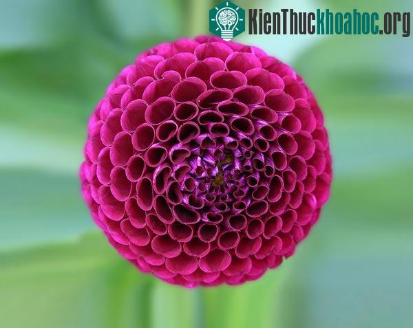 20 loài cây với hoa văn hình học kì ảo làm bạn mê mẩn- ảnh 4