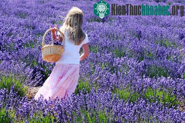 5 thung lũng hoa oải hương nổi tiếng nhất thế giới