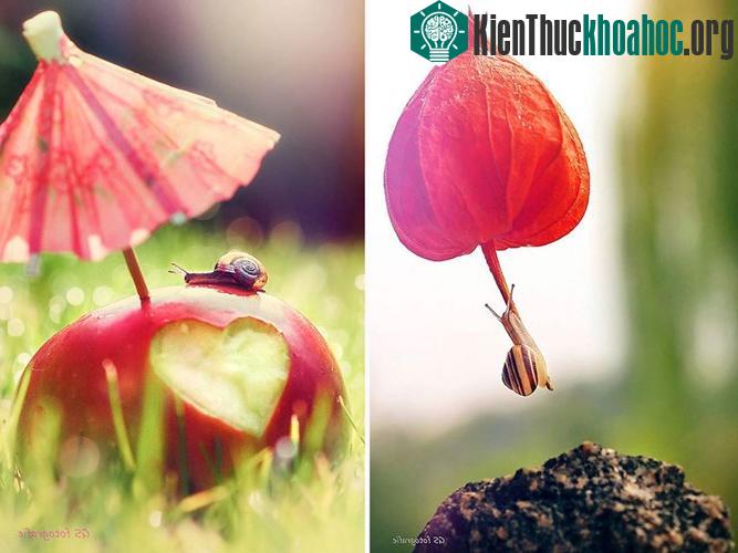 Ngắm chùm ảnh đẹp như thiên thần của ốc sên