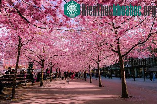 15 con đường hoa đẹp nhất thế giới- ảnh 4
