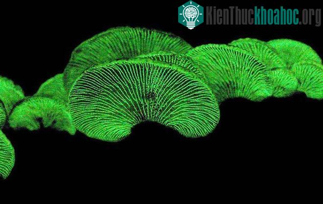 Nấm phát quang sinh học sống ở môi trường cận nhiệt đới của châu Á, Australia và Brazil.