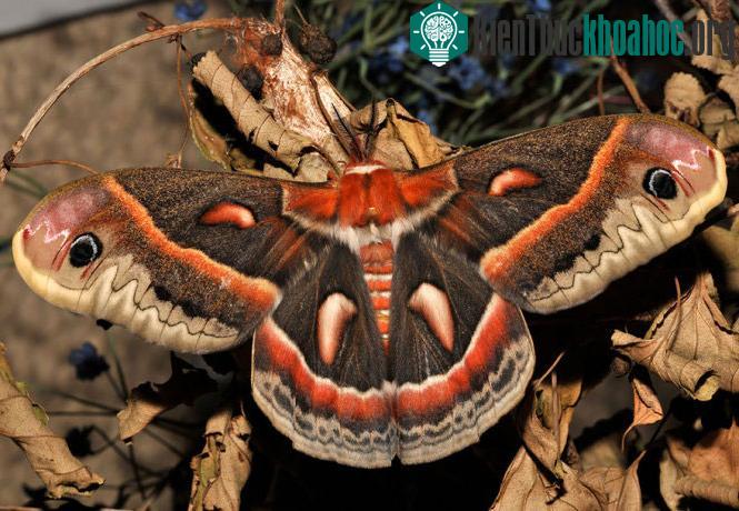 Bướm tằm Cecropia