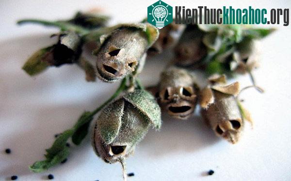 Một trong số đó là lời đồn, nếu ai đó để những bông hoa này ở trong nhà hoặc mang theo trong người có thể tạo ra sự hấp dẫn lạ kỳ đối với người khác.