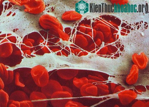 Cận cảnh hệ thống miễn dịch cơ thể người qua ảnh đẹp mắt ảnh 3