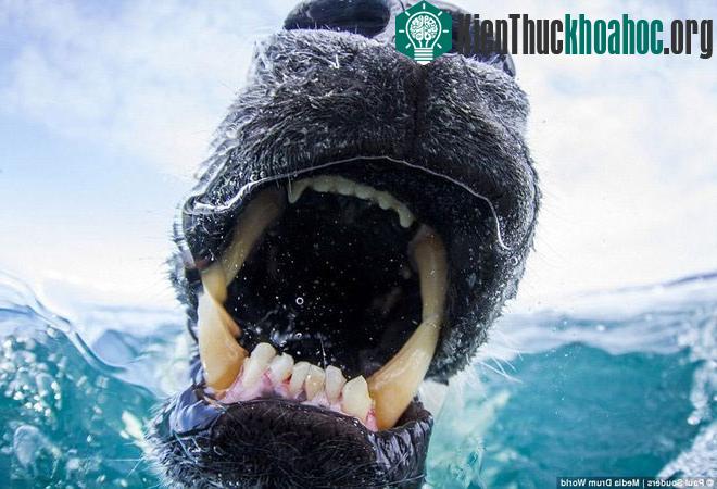 Một con gấu Bắc Cực nhe nanh dữ tợn khi nhiếp ảnh gia đang chụp ảnh nó. Loài gấu này dành phần lớn thời gian đi lại trên băng để săn mồi.