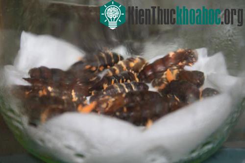Cận cảnh đông trùng hạ thảo 7 triệu đồng/kg của Việt Nam