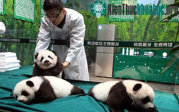 Hình ảnh siêu dễ thương của gấu trúc sinh ba đầu tiên trên thế giới