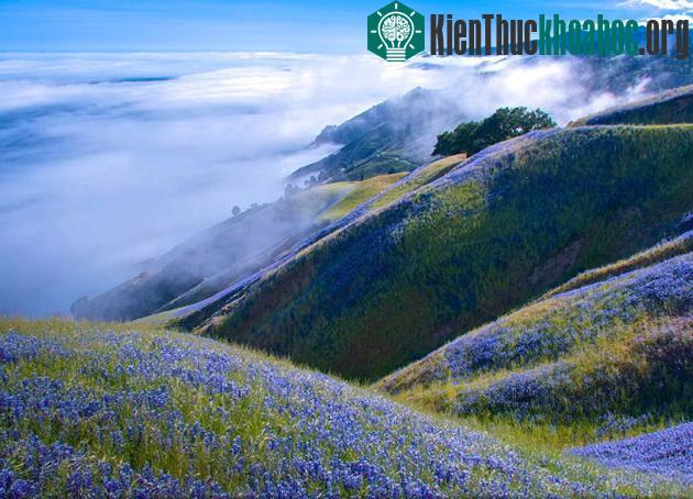 Vườn đậu lupin ở Big Sur, California, Mỹ - (Ảnh: Douglas Croft)