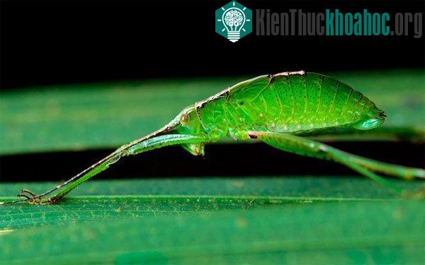 Châu chấu voi với hình dạng của một lá cây nhỏ. Ảnh chụp trong một khu rừng ở Singapore.