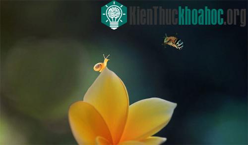 Khoảnh khắc lãng mạn của côn trùng ảnh 3