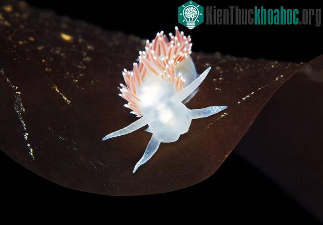 Flabellina verrucosa là loài sên biển tuyệt đẹp với chiều dài khoảng 25mm. Chúng là loài sinh vật lưỡng tính nhưng không thể tự thụ tinh. Hai con trưởng thành sẽ giao phối chéo trước khi đẻ trứng. ...