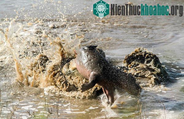 Sau khi ghìm chặt hà mã trong hàm răng sắc nhọn, cá sấu hất tung con mồi lên cao, quăng quật rồi thả mạnh xuống nước.
