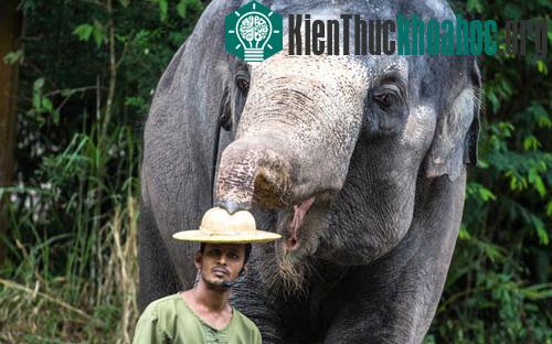 Voi dùng vòi lấy mũ trên đầu của người quản tượng khi chụp ảnh trong vườn thú ở Singapore.