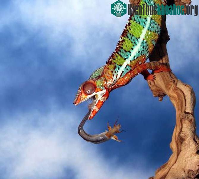 Con mồi gần như đã nằm trong tầm kiểm soát của chú tắc kè hoa này.