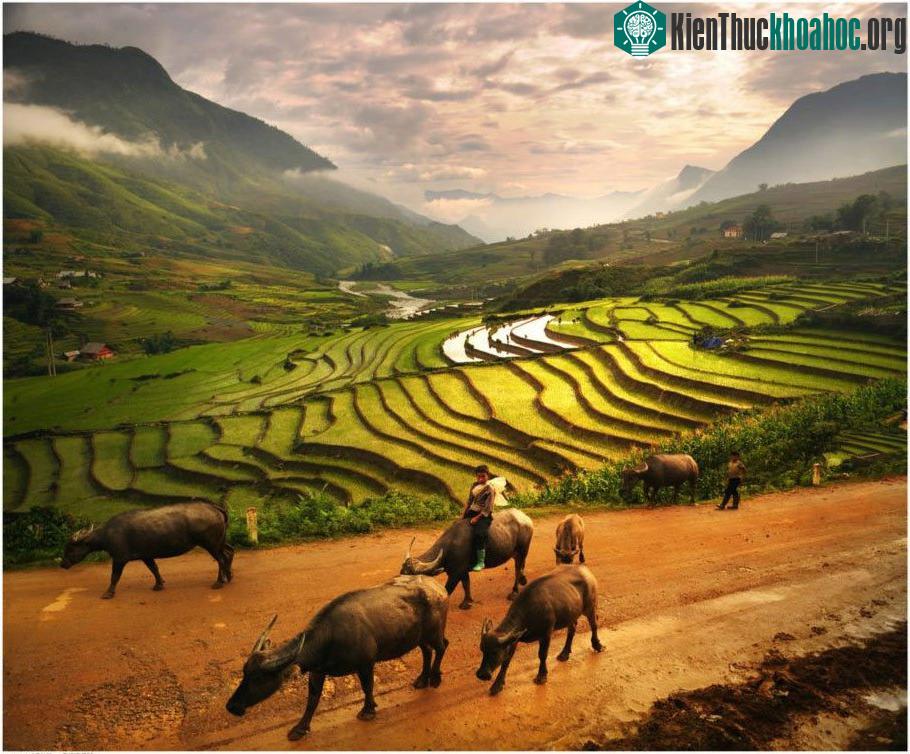 Ruộng bậc thang ở Sapa, Việt Nam