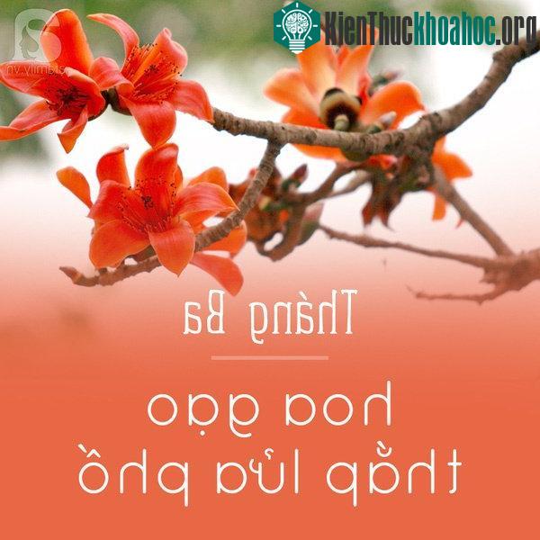 Cuối tháng ba, khi hoa sưa vừa kịp thưa thớt thì là lúc hoa gạo thắp lửa phố. Hoa gạo Hà Nội không nhiều, chỉ rải rác vài cây ở khu Viện bảo tàng lịch sử. Hình ảnh những bông gạo đỏ rực không chỉ t...