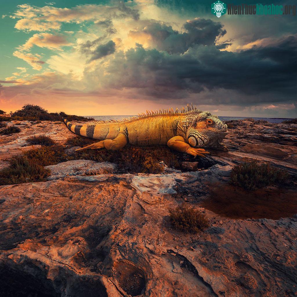 The lazy lizard - Con kỳ nhông lười nhác.