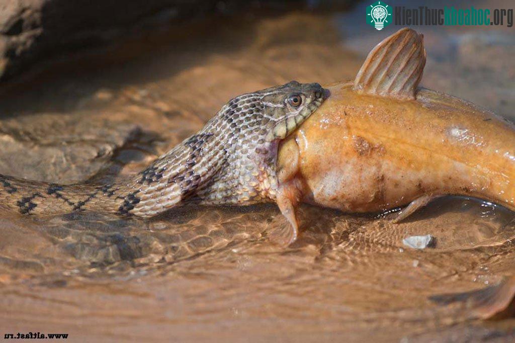 Vẻ đẹp "chết người" của các loài rắn độc - Phần 2 ảnh 3