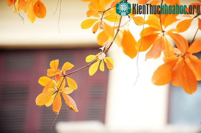 Thông thường những loại cây khác thay lá vào mùa thu, riêng lộc vừng lại thay lá vào mùa xuân.