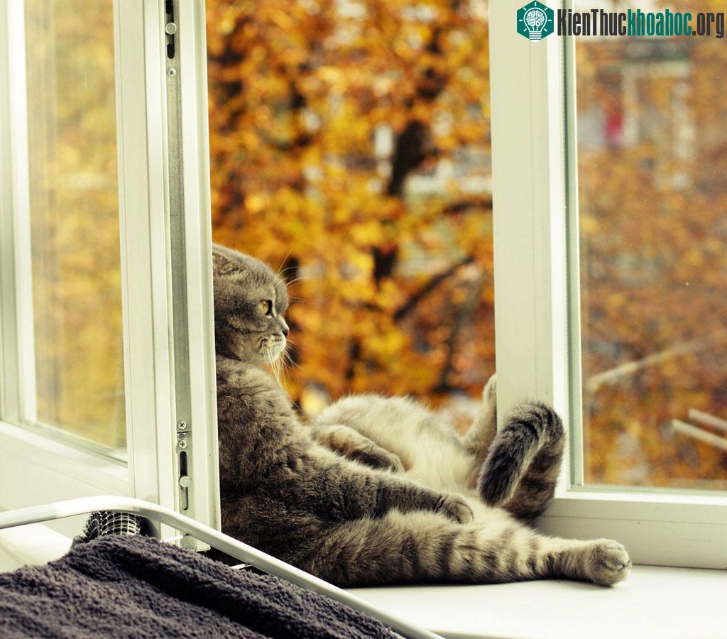 Khoảnh khắc các loài động vật hoang dã nô đùa dưới trời thu ảnh 3