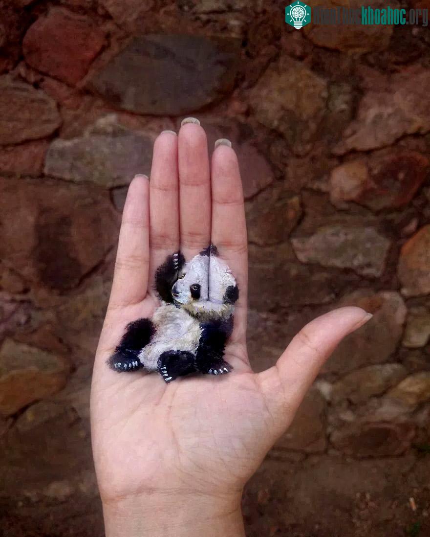 Chú gấu trúc thoải mái nằm trong lòng bàn tay