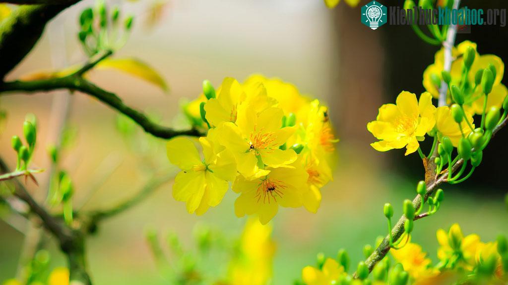 Hoa mai vô cùng rực rỡ và đặc sắc đón tết ảnh 3