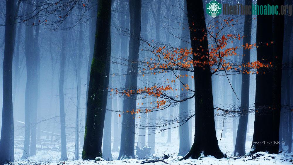 Đa số những hình ảnh được chụp trong rừng Veluwe, một trong những danh lam thắng cảnh nổi tiếng của Hà Lan.